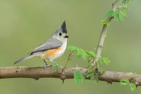 Black-crested Titmouse (Baeolophus atricristatus) perched on a branch, Texas, USA