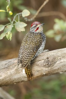 Nubian Woodpecker (Campethera nubica), Lake Baringo, Kenya