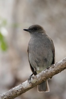 Photographed on the Island of Hawaii.Endemic to the Island of Hawaii