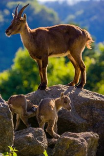 One adult female ibex (Capra ibex) and two of her babies standing on rocks