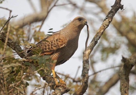 Savanna Hawk (Buteogallus meridionalis), Corrientes, Argentina