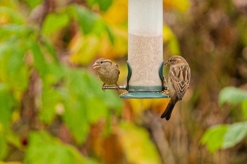 Two house sparrows (Passer domesticus) feeding on seeds at a hanging garden bird feeder, colorful