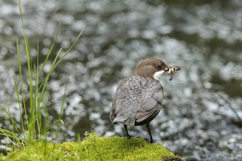 White-throated Dipper (Cinclus cinclus cinclus) with insects in its beak, Dalarna, Sweden