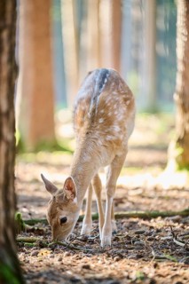 European fallow deer (Dama dama) youngsters in a forest, Bavaria, Germany