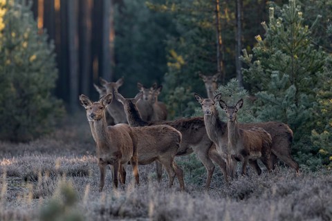 As I am only half-covered behind a tree, some red deer (Cervus elaphus) and calves quickly become