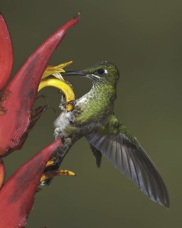 Green-crowned Brilliant (Heliodoxa jacula), Ecuador