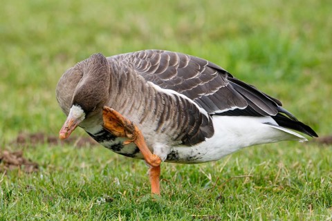 Greater White-fronted Goose (Anser albifrons), North Rhine-Westphalia, Germany