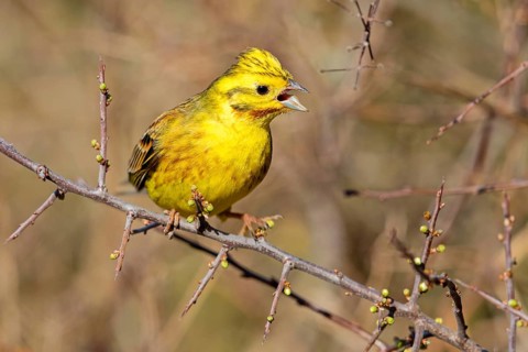Yellowhammer, (Emberiza citrinella), perch, tree, twig, songbird, bunting family, Nahe valley,