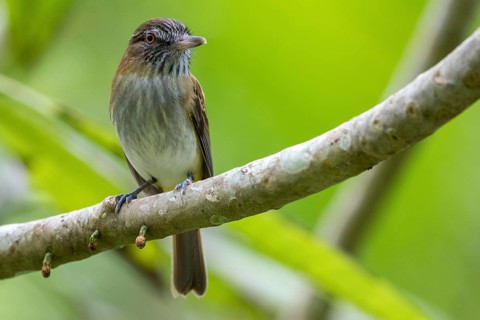 Bright-rumped Attila (Attila spadiceus flammulatus), Peten, Guatemala