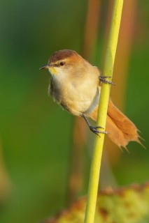Yellow-chinned Spinetail (Certhiaxis cinnamomeus) perched on a branch in the rainforest of Guyana