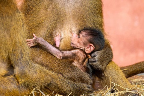 Guinea baboon (Papio papio) new born youngster at its mother, captive, Bavaria, Germany