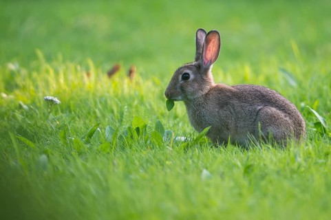 European Rabbit (Oryctolagus cuniculus) adult foraging in meadow, Lower Saxony, Germany