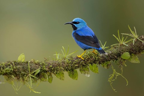 Shining honeycreeper, costa rica