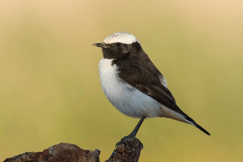 Mourning Wheatear (Oenanthe lugens) male, Eilat, Israel