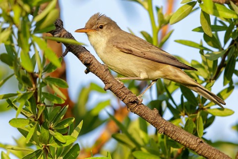 Olive warbler, (Hippolais olivetorum), animal, animals, bird, birds, biotope, habitat, perch,