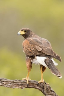 Harris's Hawk (Parabuteo unicinctus) juvenile, Texas, USA