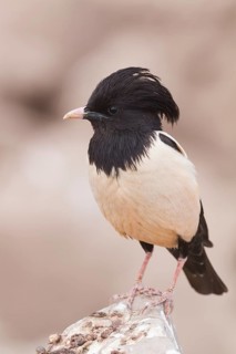 Rose-coloured Starling - Rostenstar - Pastor roseus, Kazakhstan, adult