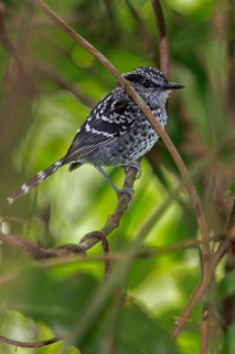 Scaled Antbird (Drymophila squamata) perched on a branch in the Atlantic rainforest of southeast