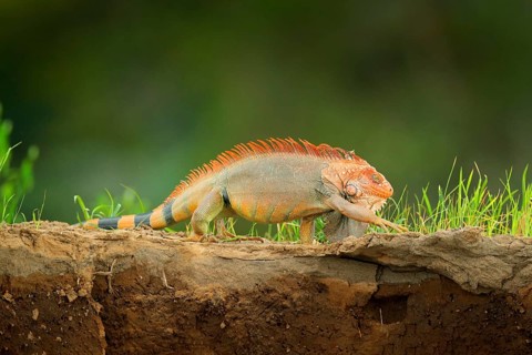 Portrait of orange iguana in the dark green forest, Costa Rica. Wildlife scene from nature. Orange