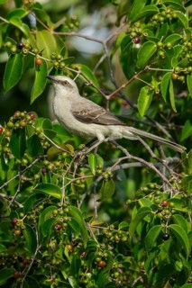 Tropical Mockingbird (Mimus gilvus tobagensis) perched on a branch in the rainforest of Guyana