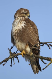 Common Buzzard (Buteo buteo), Aargau, Switzerland