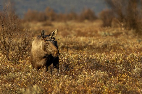 A young bull moose (Alces alces) in the warm light of the evening sun, moose rut, rutting season,