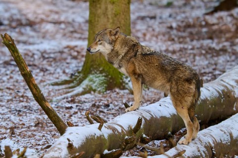 A wolf stands on a snow-covered tree trunk in the winter forest and looks attentively, Winter, Wolf