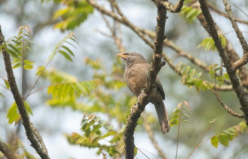 A jungle babbler (Argya striata) on a tree branch, Sreepur, Gazipur, Bangladesh