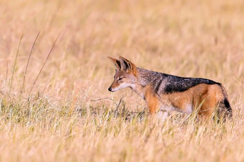 Africa, Botswana, black-backed jackal, Canis mesomelis, Botswana, Botswana