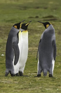 King Penguin (Aptenodytes patagonicus), Falkland Islands