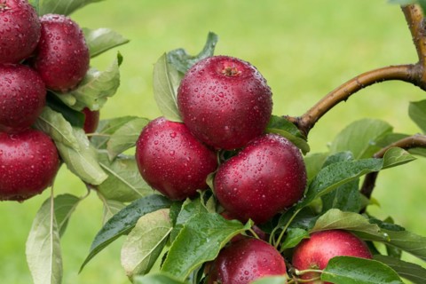 Apple (Malus domestica 'Gaia'), Cambridge Botanical Garden, Germany