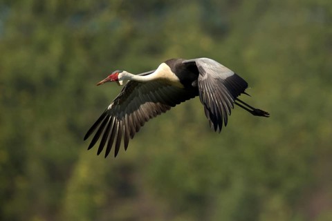 Wattled Crane (Grus carunculata) flying, Kwazulu-Natal, South Africa