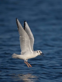Bonaparte's Gull (Chroicocephalus philadelphia) flying, Ohio, USA