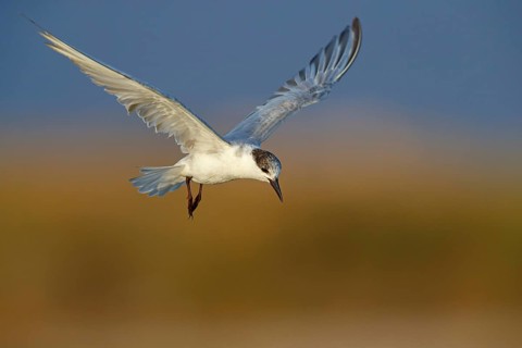 White-bearded Tern, White-bearded Tern, (Chlidonias hybridus), (Chlidonias hybrida), Marsh Tern