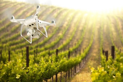 Unmanned Aircraft System (UAV) Quadcopter Drone In The Air Over Grape Vineyard Farm