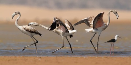 Greater Flamingo (Phoenicopterus roseus), Morocco