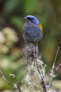 Blue-capped Tanager (Thraupis cyanocephala) perched on a branch in Manu National Park, Peru