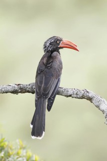 Crowned Hornbill (Lophoceros alboterminatus), Masai Mara, Kenya