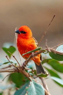 A male red fody (Foudia madagascariensis) sits in a tree. Madagascar, Amirantes, Comoros,