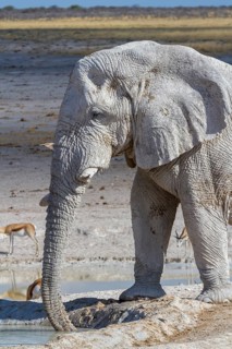 Elephant at a waterhole, Etosha National Park, Namibia