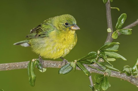 Painted Bunting (Passerina ciris) female perched on a branch, Texas, USA