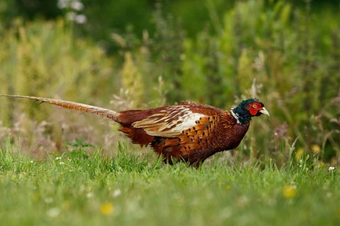 Common Pheasant (Phasianus colchicus), male, Cairngorms National Park, Scotland, United Kingdom