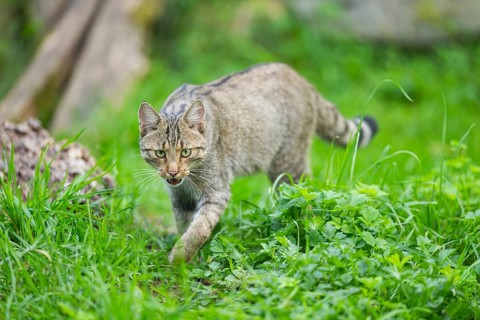 European wildcat (Felis silvestris silvestris) on a meadow, Hesse, Germany