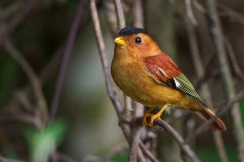 Black-capped Piprites (Piprites pileata) perched on a branch in the Atlantic rainforest of