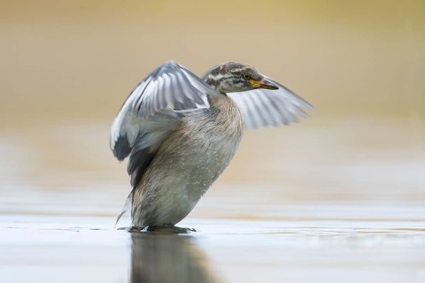 Australasian Grebe (Tachybaptus novaehollandiae) young flapping, Victoria, Australia