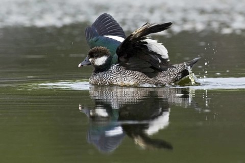 Green Pygmy Goose (Nettapus pulchellus) male, Northern Territory, Australia