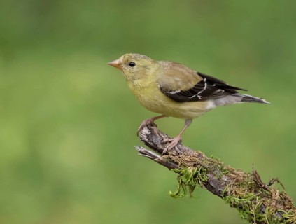 American Goldfinch, Carduelis tristis, juvenile, perched in Saskatoon