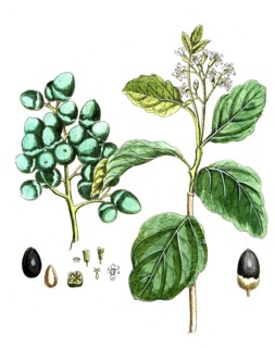 Cordia myxa, Cordia myxa, digital reproduction of a historical original, between 1790 and 1810