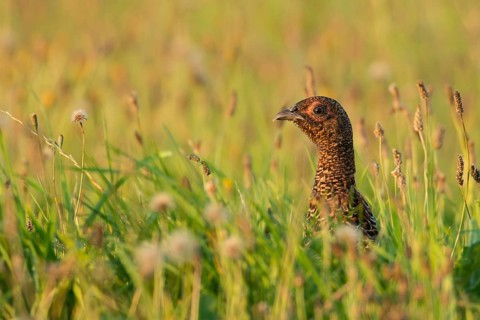 Common Pheasant (Phasianus colchicus) juvenile male, Schleswig-Holstein, Germany