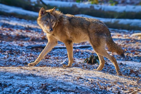 A wolf moves through the snow-covered ground of the forest, winter, wolf (Canis lupus), Germany